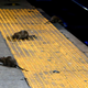Illustration for article titled Yet another unexpected new side effect of coronavirus: Rat turf wars